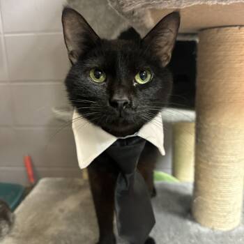 Rescue Domestic Short Hair Cats for Adoption in South Elgin, Illinois - Portobello | PetCurious
