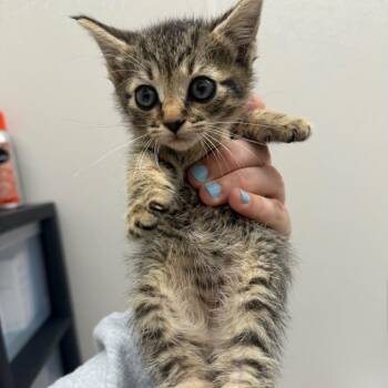 Domestic Short Hair Cats Available for Adoption in Morganton, North Carolina - Sparkplug | PetCurious