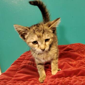 Aspen -  Domestic Short Hair Cat for Adoption in Jefferson City, Tennessee - Aspen | PetCurious