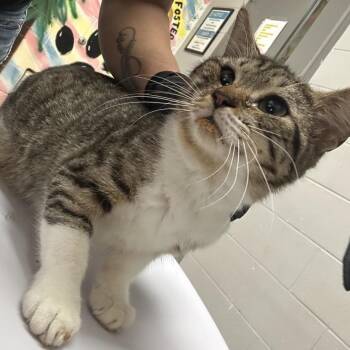 Domestic Short Hair Cats Available for Adoption - Heidi | PetCurious