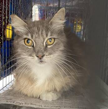 Rescue Domestic Long Hair Cats for Adoption in Beaverton, Oregon - Petunia | PetCurious