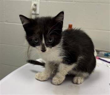 PANDORA -  Domestic Short Hair Cat for Adoption in Indianapolis, Indiana - PANDORA | PetCurious