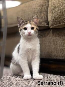 Serrano -  Domestic Short Hair Cat for Adoption in Duxbury, Massachusetts - Serrano | PetCurious