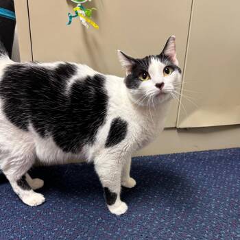 American Shorthair Cats Available for Adoption - Princess | PetCurious