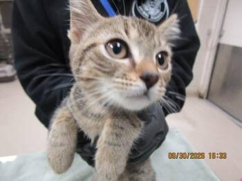 (671) -  Domestic Short Hair Cat for Adoption in Marietta, Georgia - (671) | PetCurious