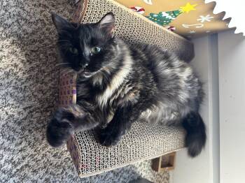 Tortoiseshell Cats Available for Adoption - Jewels  | PetCurious