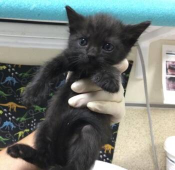 ZORO -  Domestic Short Hair Cat for Adoption in Riverside, California - ZORO | PetCurious