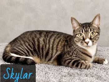 Sklyar -  Domestic Short Hair Cat for Adoption in Englewood, Florida - Sklyar | PetCurious
