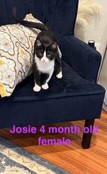 Domestic Short Hair Cats Available for Adoption - Josie | PetCurious