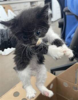 NALA -  Domestic Short Hair Cat for Adoption in Dallas, Texas - NALA | PetCurious