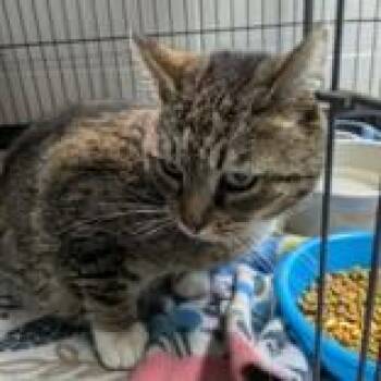 Domestic Short Hair Cats Available for Adoption in Portsmouth, Ohio - Cherish | PetCurious