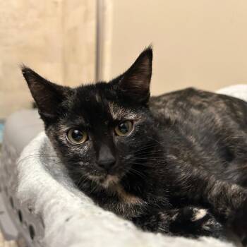 Rescue Domestic Short Hair Cats for Adoption in Evanston, Illinois - Posh Spice | PetCurious