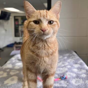 Domestic Short Hair Cats Available for Adoption - Aubrey Plaza | PetCurious