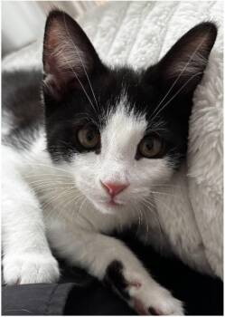 Big Foot -  Domestic Short Hair Cat for Adoption in Beacon, New York - Big Foot | PetCurious