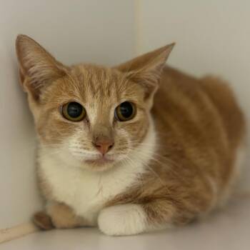 Rescue Domestic Short Hair Cats for Adoption in Texas City, Texas - CORAL | PetCurious