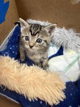 Domestic Short Hair Cats Available for Adoption in Ontario, California - IN FOSTER - ANNA | PetCurious