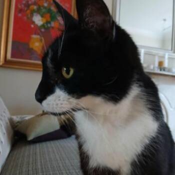 Domestic Short Hair Cats Available for Adoption in Philadelphia, Pennsylvania - Miss Lady | PetCurious
