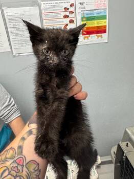 Van Helsing -  Domestic Medium Hair Cat for Adoption in Bloomington, Indiana - Van Helsing | PetCurious