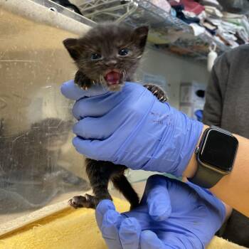 Domestic Short Hair Cats Available for Adoption in Pasadena, California - Zelda | PetCurious