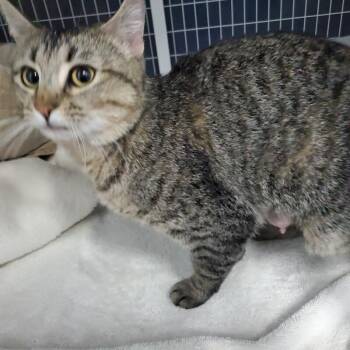 Domestic Short Hair Cats Available for Adoption in Diamond Springs, California - Alchemy | PetCurious