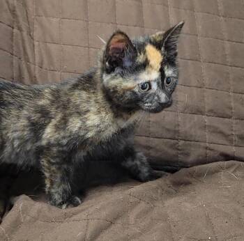 NUNCHUCKS -  Domestic Short Hair Cat for Adoption in Sandusky, Ohio - NUNCHUCKS | PetCurious