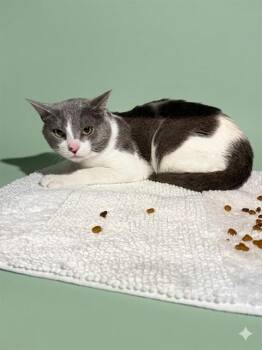 Domestic Short Hair Cats Available for Adoption in Jacksonville, Florida - ZEUS | PetCurious