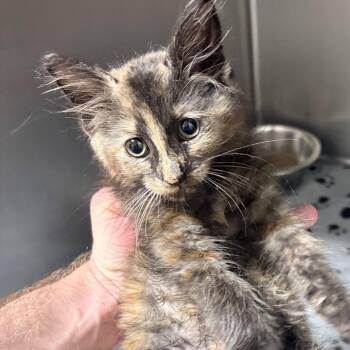 CeeCee -  Domestic Short Hair Cat for Adoption in Birmingham, Alabama - CeeCee | PetCurious