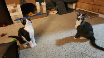 Chip and Dale -  Domestic Short Hair Cat for Adoption in Mayfield, New York - Chip And Dale | PetCurious