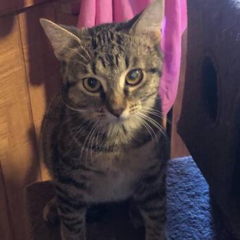 Domestic Medium Hair Cats Available for Adoption - Princess | PetCurious