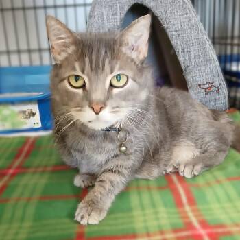 Bobo -  Domestic Short Hair and Tabby Cat for Adoption in Germansville, Pennsylvania - Bobo | PetCurious