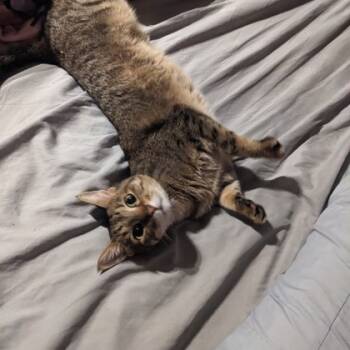 Rescue Domestic Short Hair Cats for Adoption in Montreal, Quebec - Sirsha (Bibi) | PetCurious