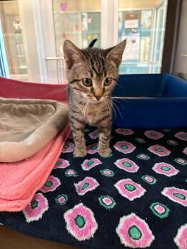 Rescue Domestic Short Hair Cats for Adoption in Seguin, Texas - Tumbler | PetCurious