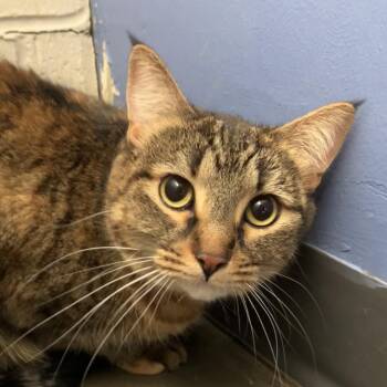 Lucy -  Domestic Short Hair Cat for Adoption in Dekalb, Illinois - Lucy | PetCurious