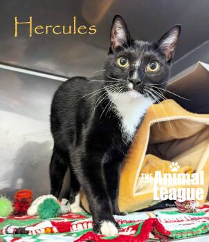 Domestic Short Hair Cats Available for Adoption - Hercules | PetCurious