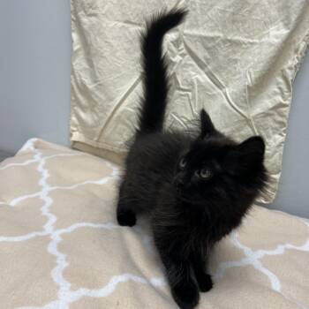 Rosie -  Domestic Medium Hair Cat for Adoption in Abbotsford, British Columbia - Rosie | PetCurious
