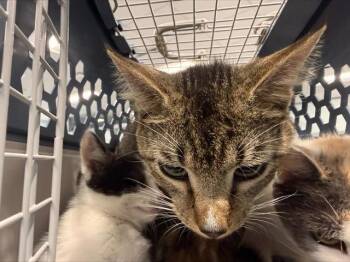 TORO -  Domestic Short Hair Cat for Adoption in Charlotte, North Carolina - TORO | PetCurious