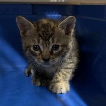 Smudge -  Domestic Short Hair Cat for Adoption in League City, Texas - Smudge | PetCurious
