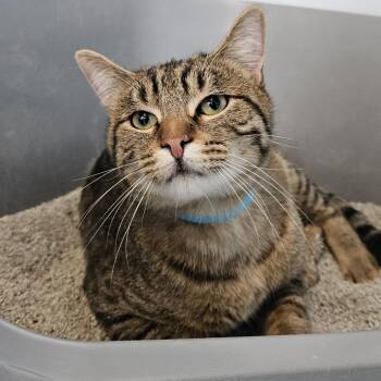 Domestic Short Hair Cats Available for Adoption - Gingersnap | PetCurious