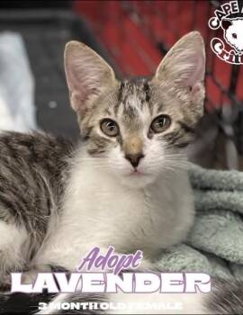 Lavender -  Domestic Short Hair Cat for Adoption in Wilmington, North Carolina - Lavender | PetCurious