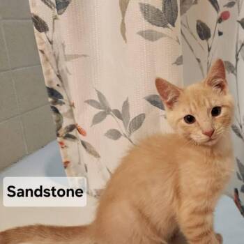 Domestic Short Hair Cats Available for Adoption in Elyria, Ohio - Sandstone At Elyria Petco | PetCurious