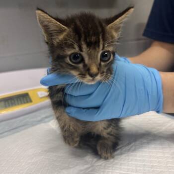 Archie -  Domestic Short Hair Cat for Adoption in Summerville, South Carolina - Archie | PetCurious