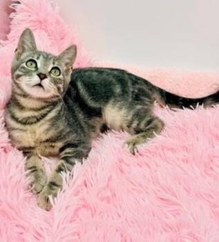 Terabithia -  Bengal and Tabby Cat for Adoption in Covington, Louisiana - Terabithia | PetCurious