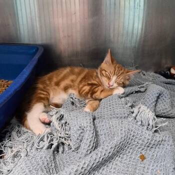 Gravy Boat -  Domestic Short Hair Cat for Adoption in Oak Ridge, Tennessee - Gravy Boat | PetCurious