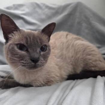 Siamese and Domestic Short Hair Cats Available for Adoption in Brea, California - Pickles | PetCurious