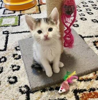 Domestic Short Hair and Calico Cats Available for Adoption in Fremont, California - IVY - Bonded With Reed | PetCurious