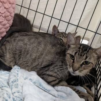 Miss Martin -  Domestic Short Hair Cat for Adoption in Buchanan Dam, Texas - Miss Martin | PetCurious
