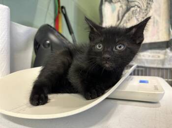 Rescue Domestic Short Hair Cats for Adoption in Grand Prairie, Texas - SASHIMI | PetCurious