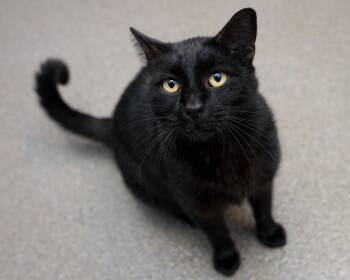 Rescue Domestic Short Hair Cats for Adoption in Boone, Iowa - Big Guy | PetCurious