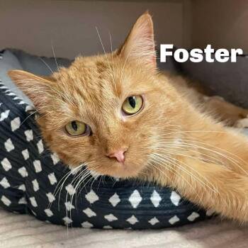 Foster 260384 -  Domestic Short Hair Cat Available for Adoption in Gladstone, Michigan - Foster 260384 | PetCurious