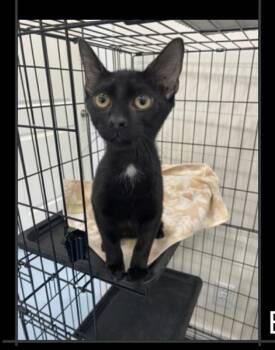 Bombay -  Domestic Short Hair Cat for Adoption in Lafayette, Colorado - Bombay | PetCurious